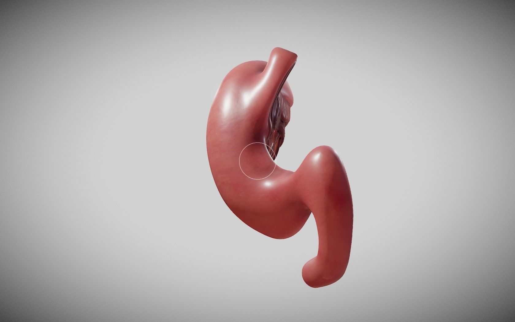 Stomach Cross Section Low-poly 3D model_6