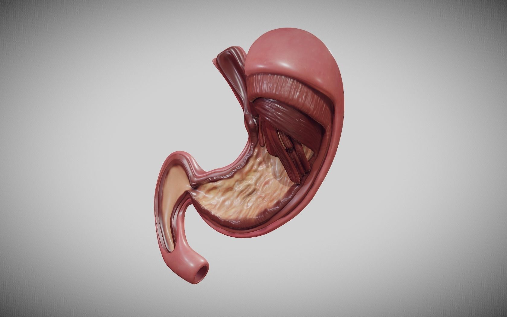 Stomach Cross Section Low-poly 3D model_2