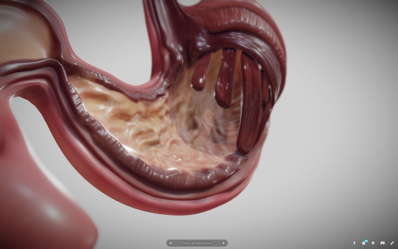 Stomach Cross Section Low-poly 3D model_12