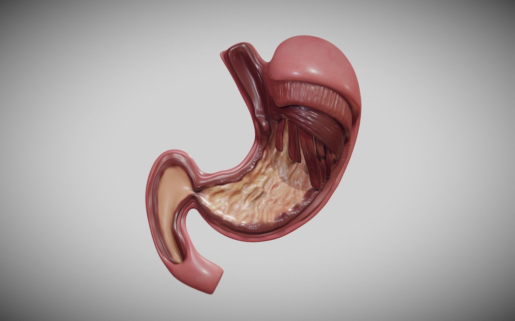 Stomach Cross Section Low-poly 3D model_9