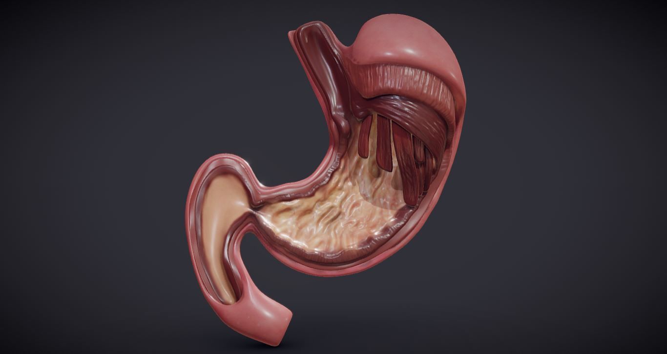 Stomach Cross Section Low-poly 3D model_18