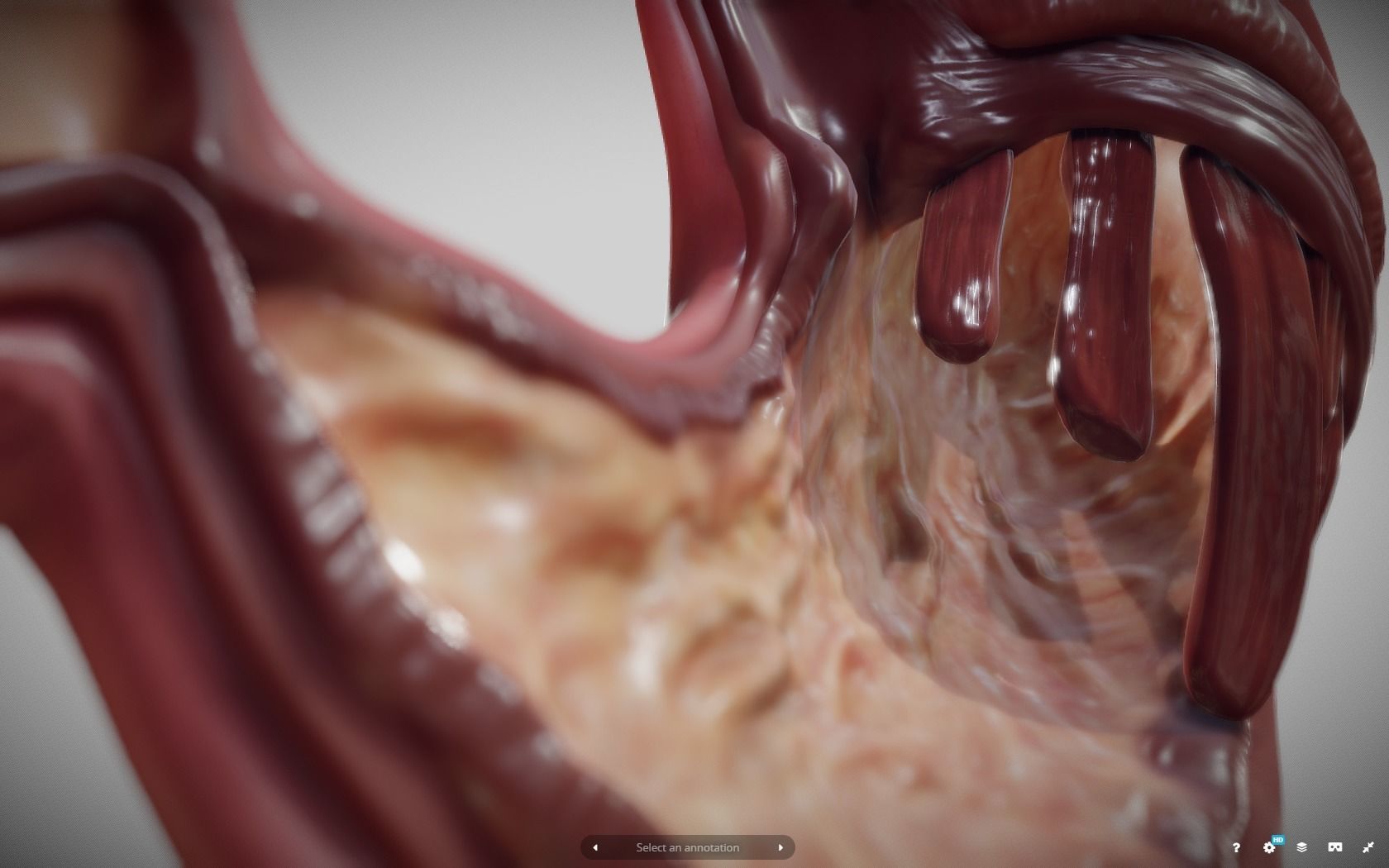 Stomach Cross Section Low-poly 3D model_10