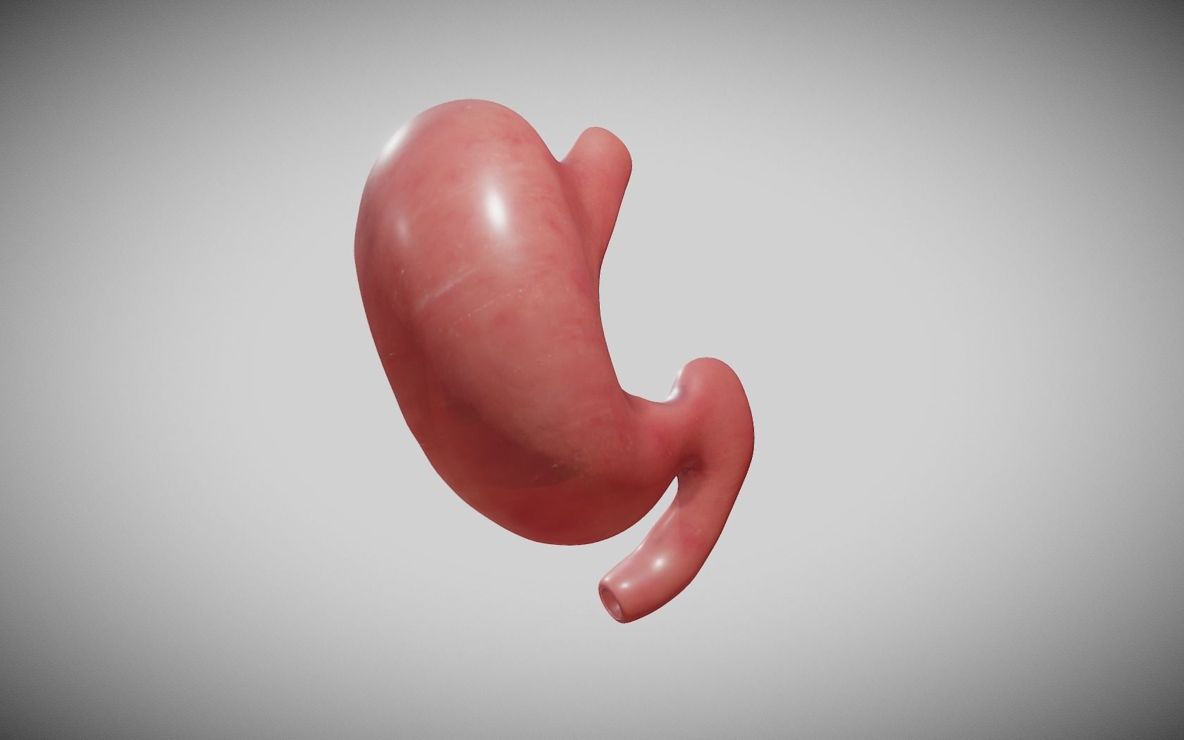 Stomach Cross Section Low-poly 3D model_4
