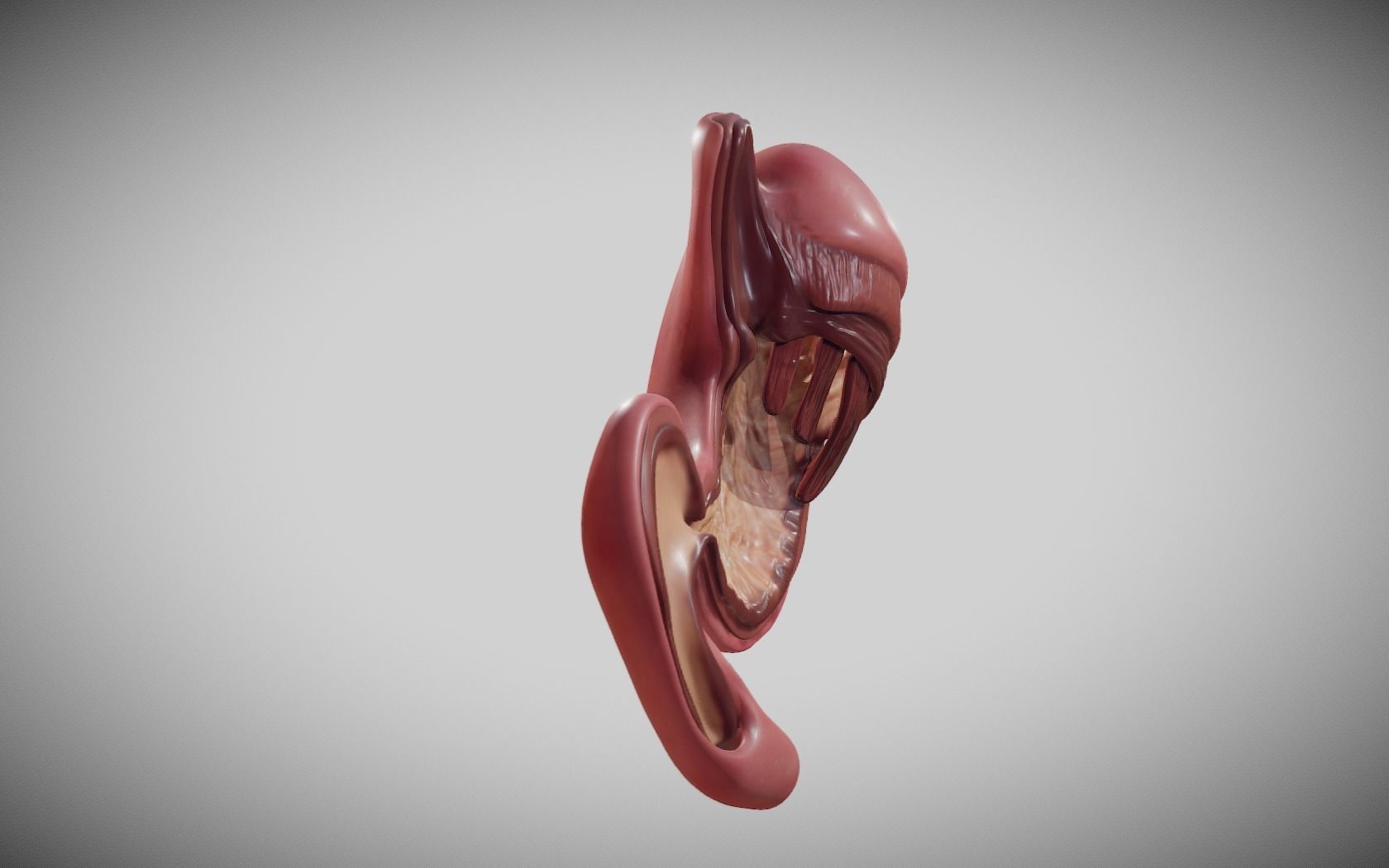 Stomach Cross Section Low-poly 3D model_7