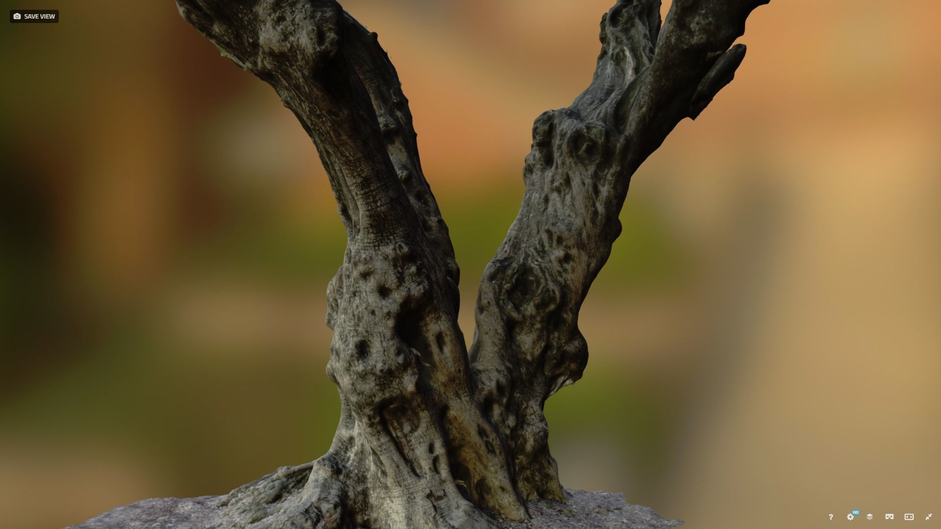 Olive tree photogrammetry scan 3D model_3