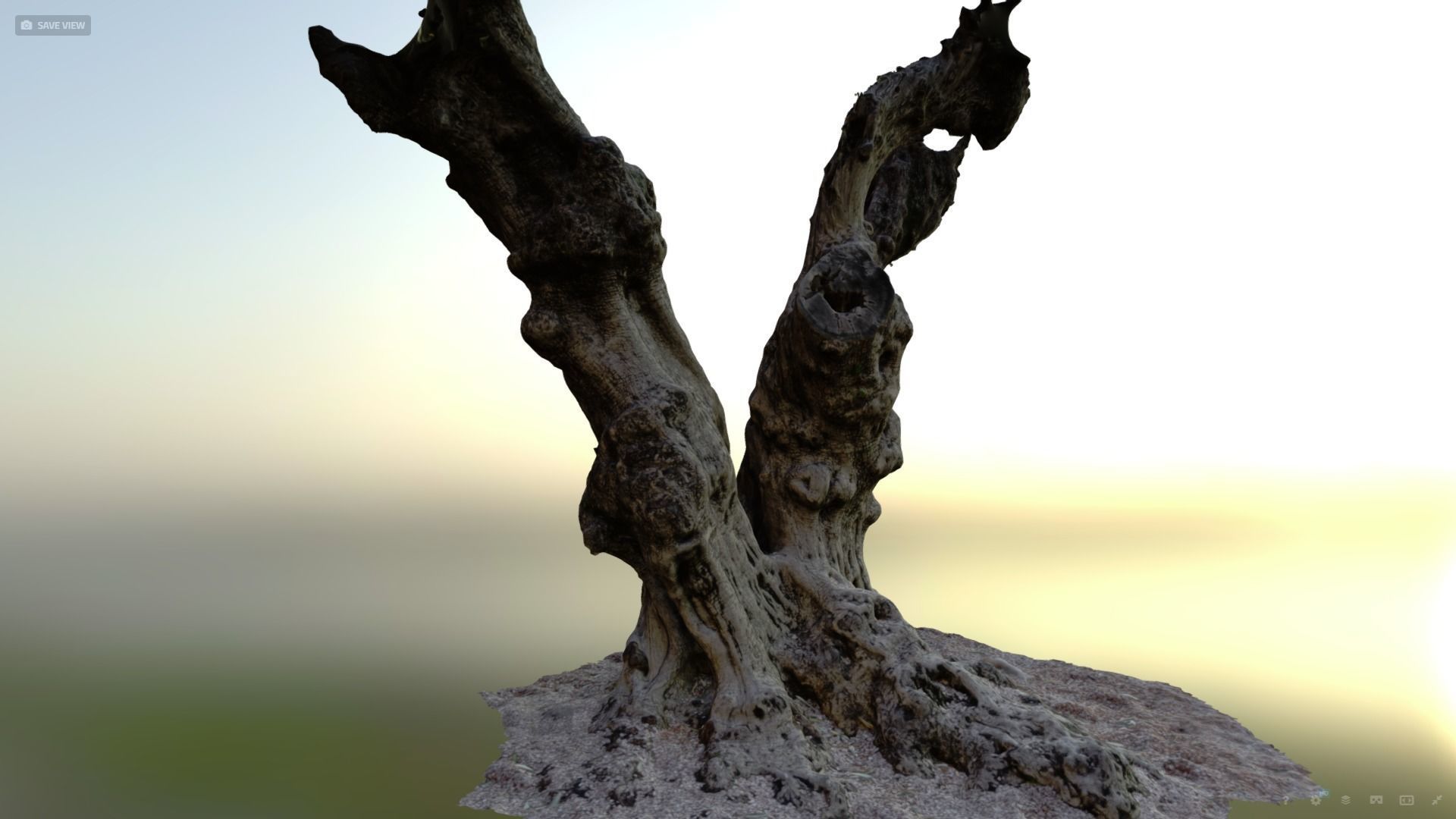 Olive tree photogrammetry scan 3D model_1