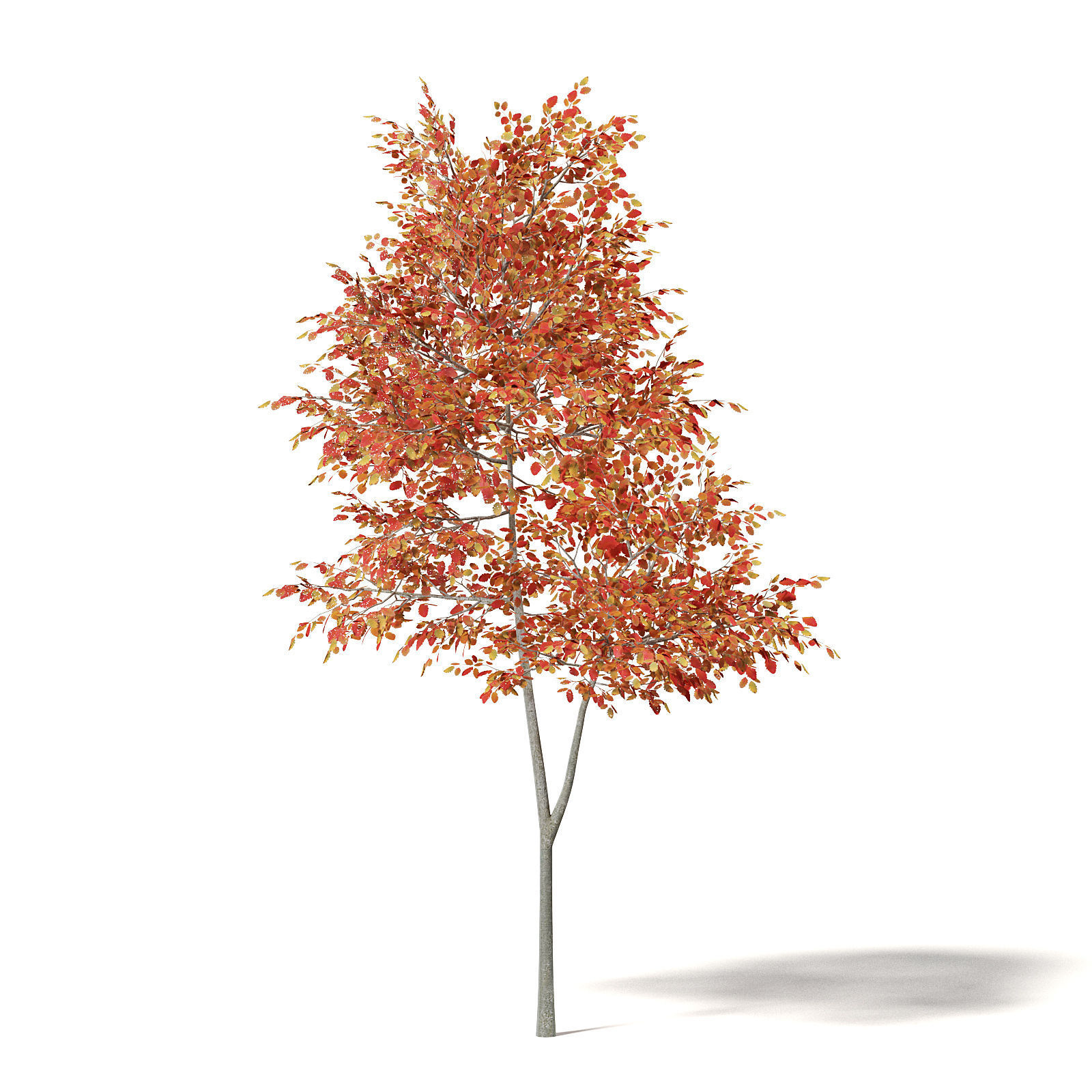 Alder 3D Model 3m 3D model_6