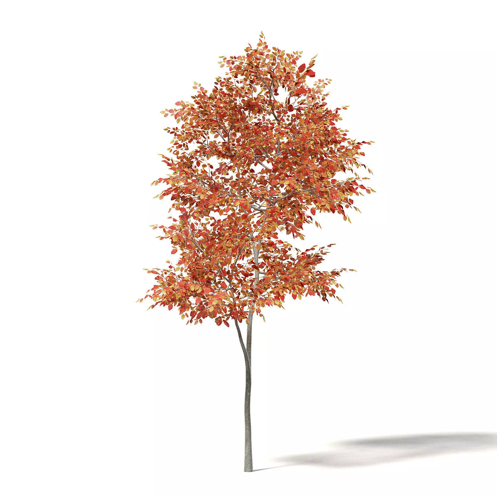 Alder 3D Model 3m 3D model_0