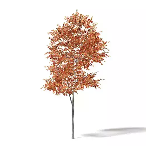 Alder 3D Model 3m
