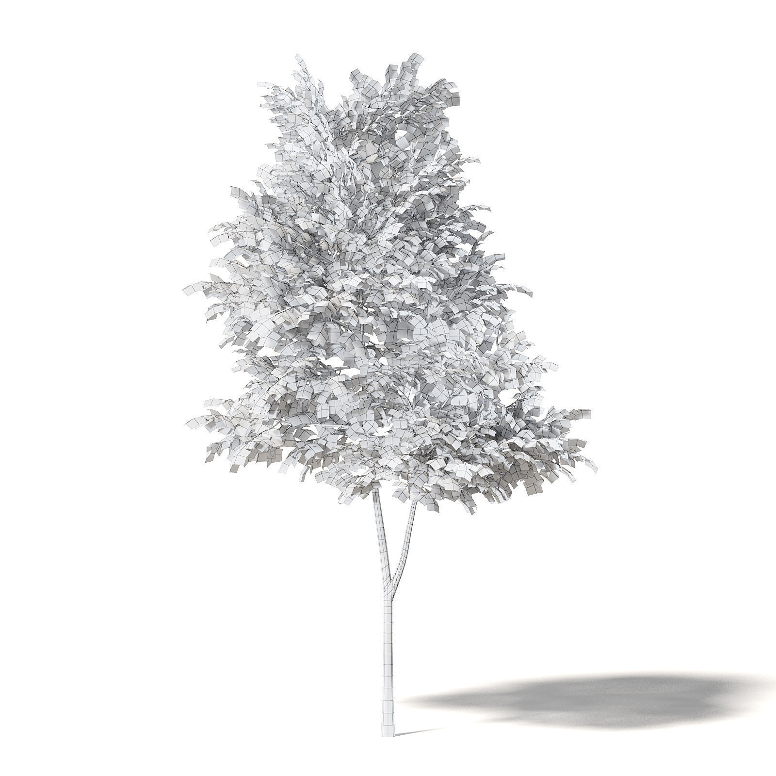 Alder 3D Model 3m 3D model_7