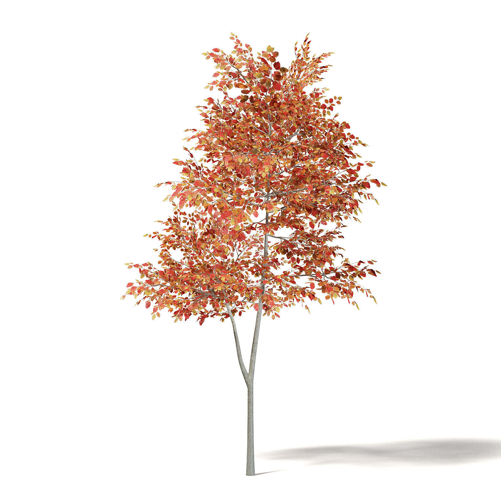 Alder 3D Model 3m 3D model_2