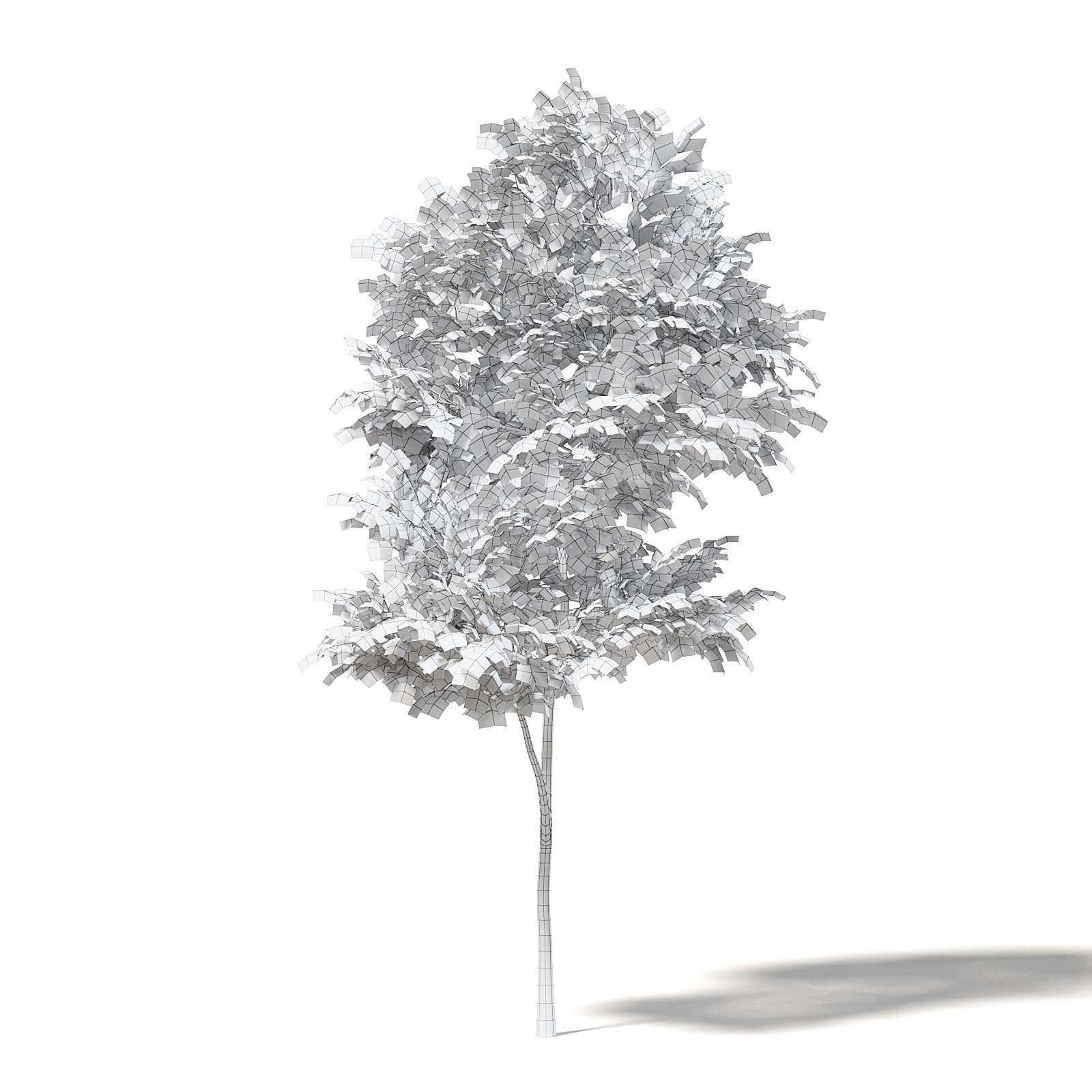 Alder 3D Model 3m 3D model_1