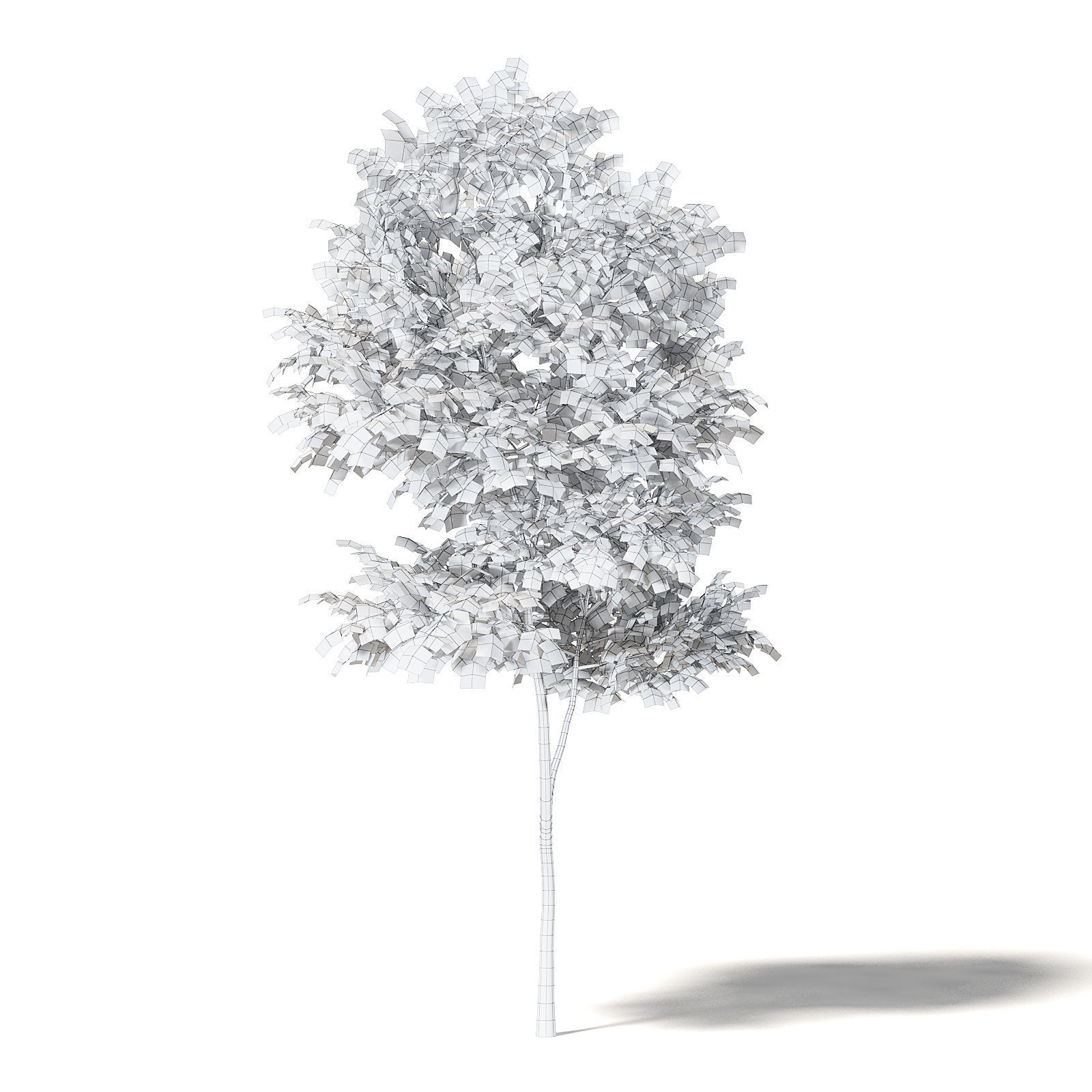 Alder 3D Model 3m 3D model_5