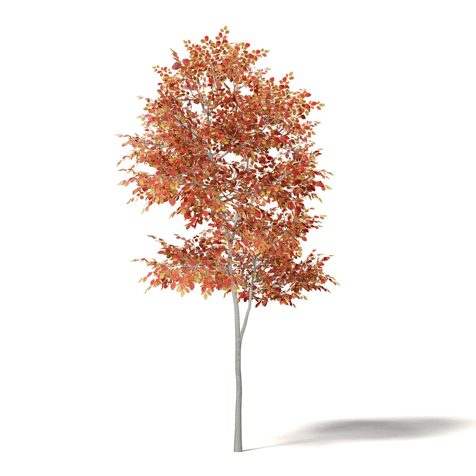 Alder 3D Model 3m 3D model_4