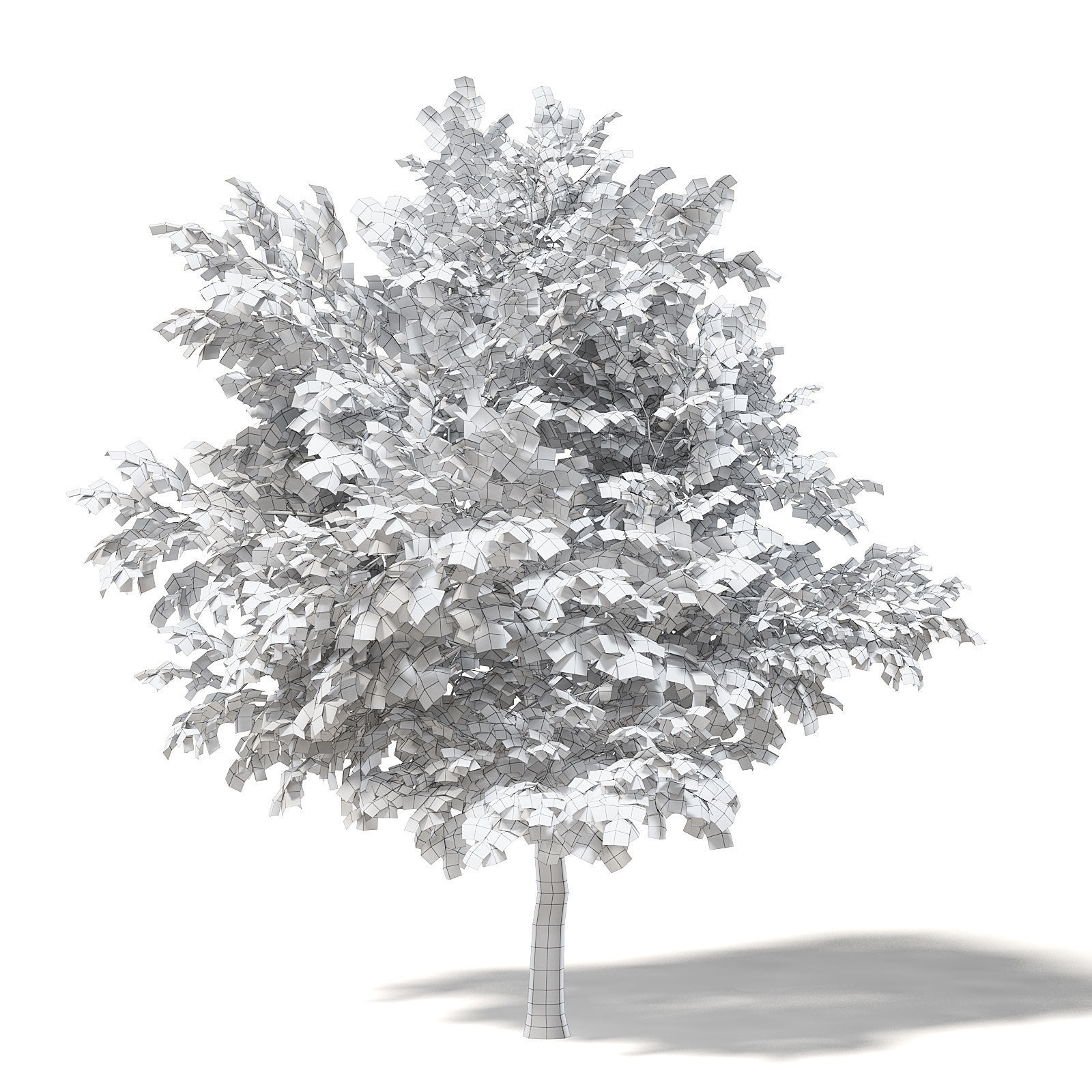 Alder 3D Model 3m 3D model_1