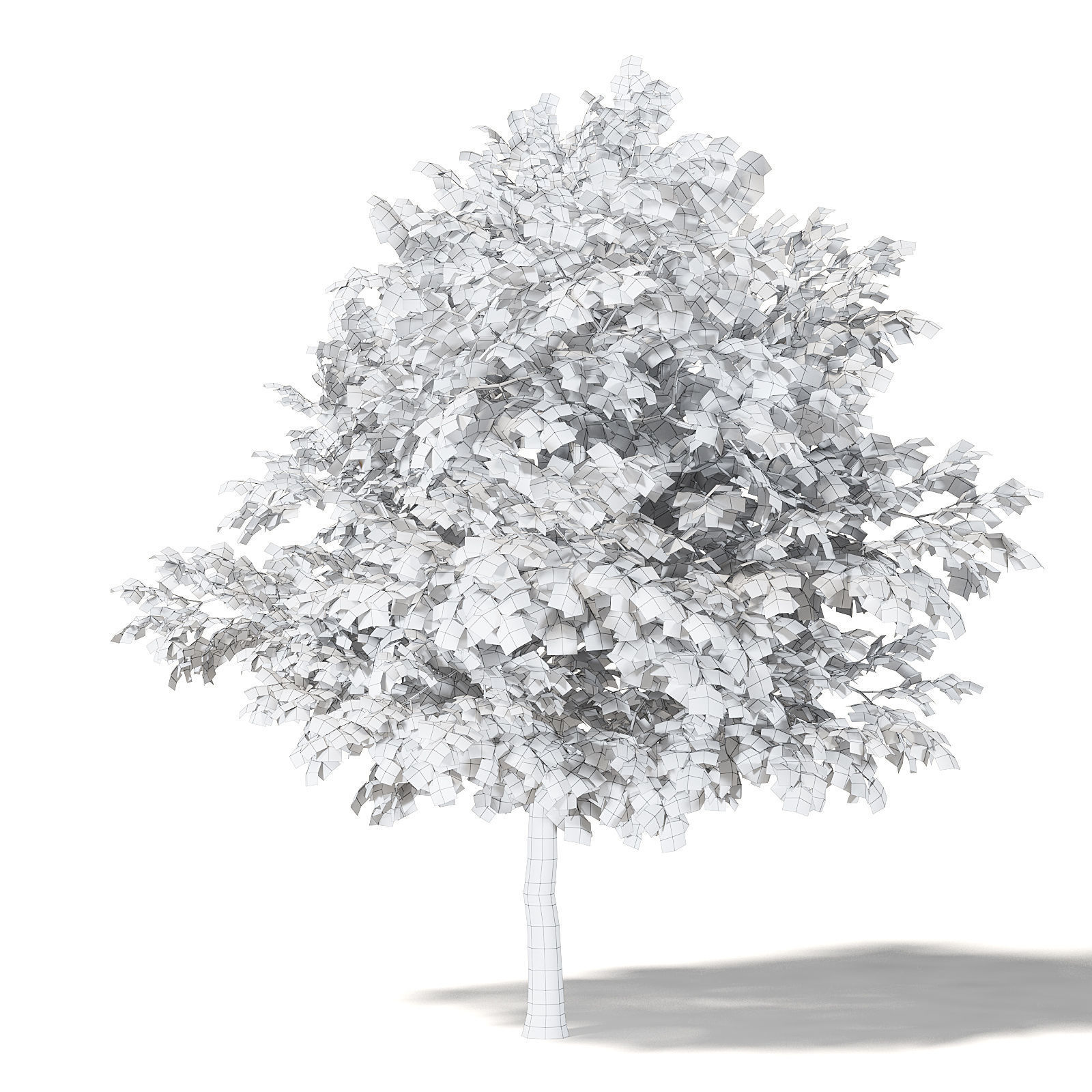 Alder 3D Model 3m 3D model_5