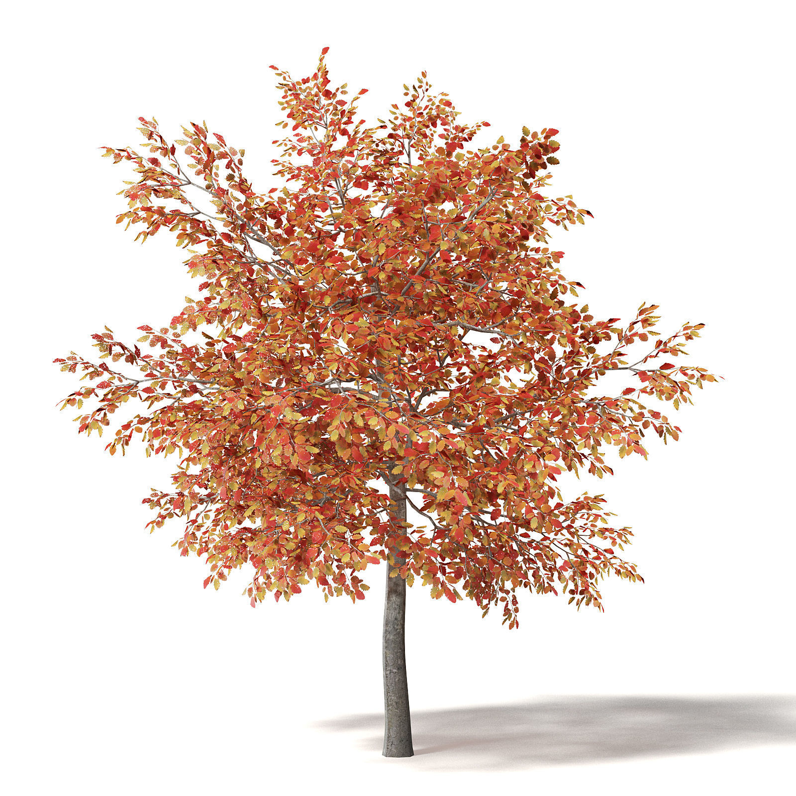 Alder 3D Model 3m 3D model_6
