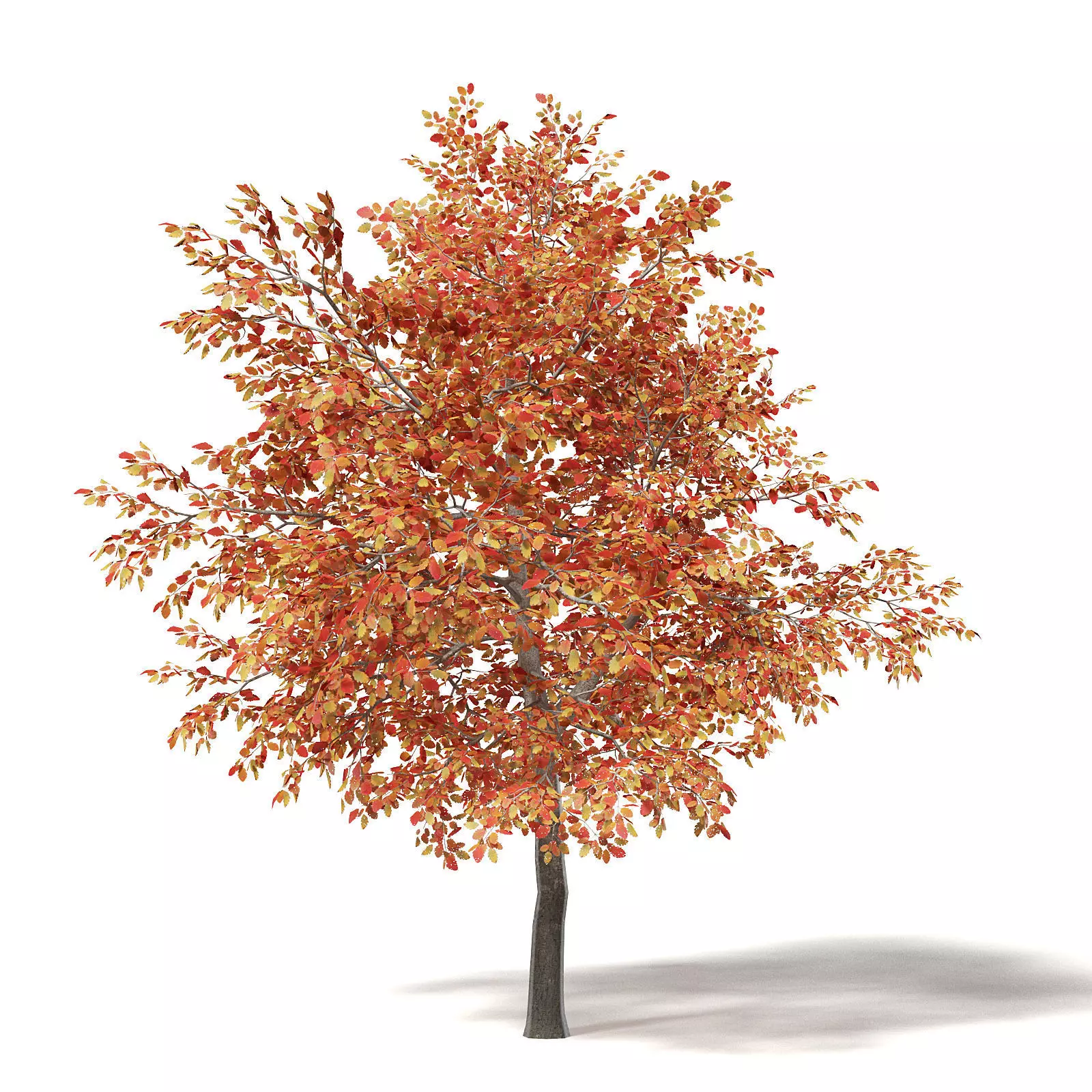 Alder 3D Model 3m 3D model_0