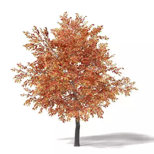 Alder 3D Model 3m