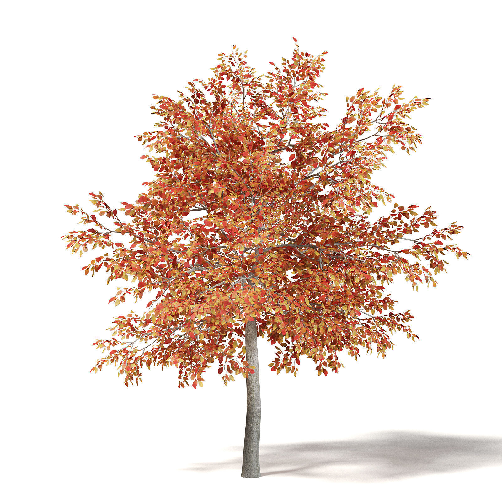 Alder 3D Model 3m 3D model_2