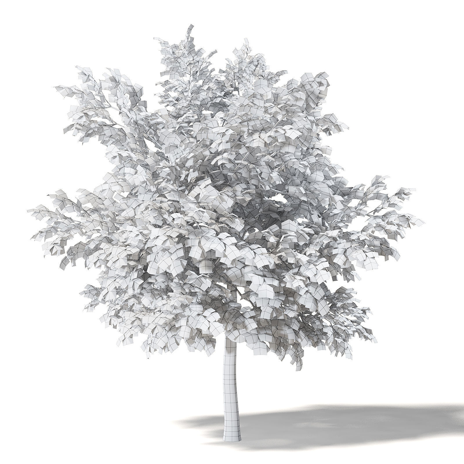 Alder 3D Model 3m 3D model_7