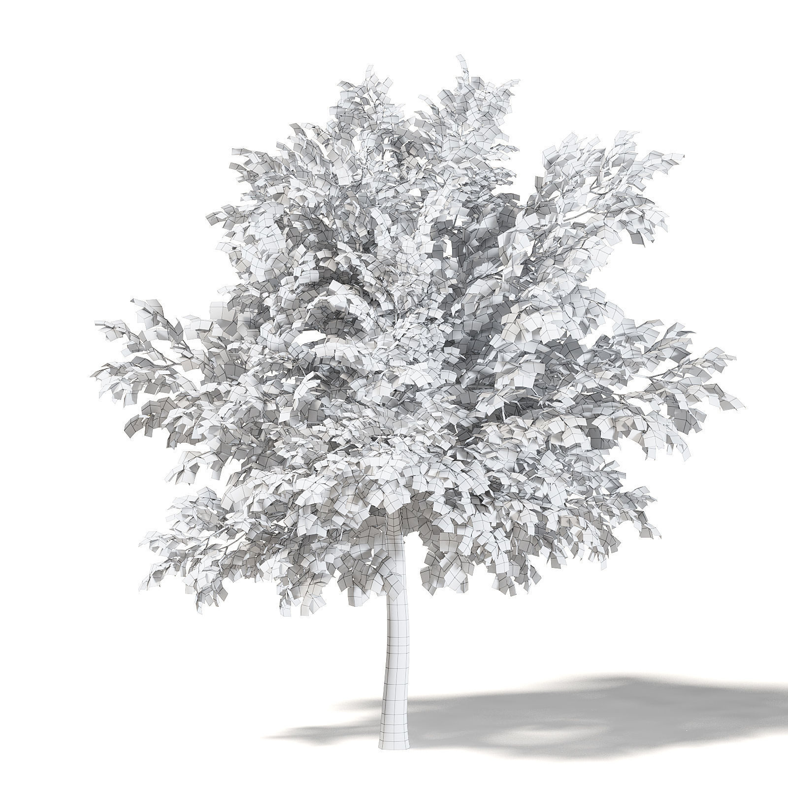 Alder 3D Model 3m 3D model_3