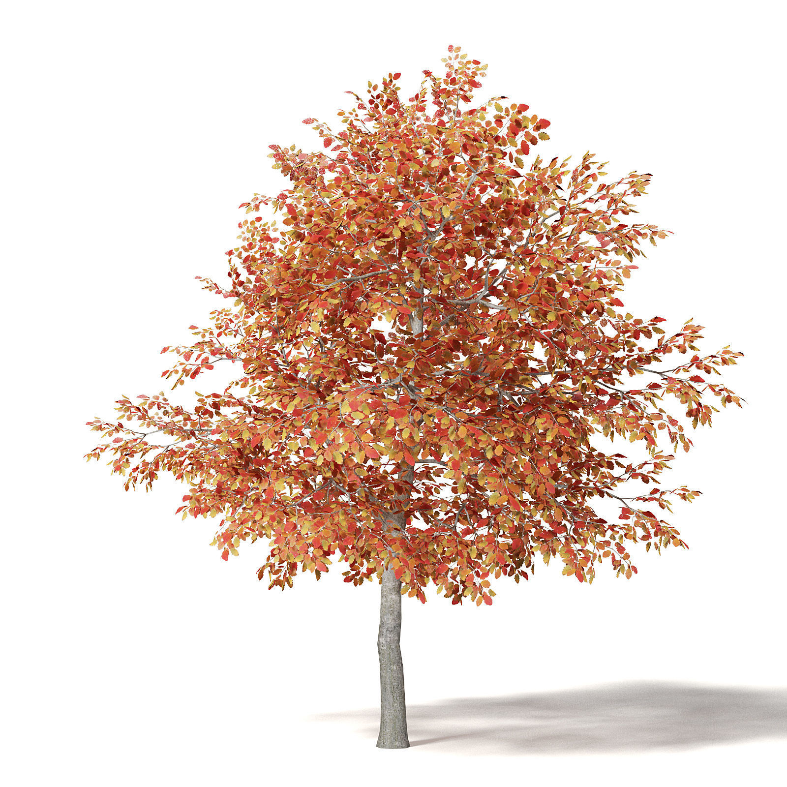 Alder 3D Model 3m 3D model_4