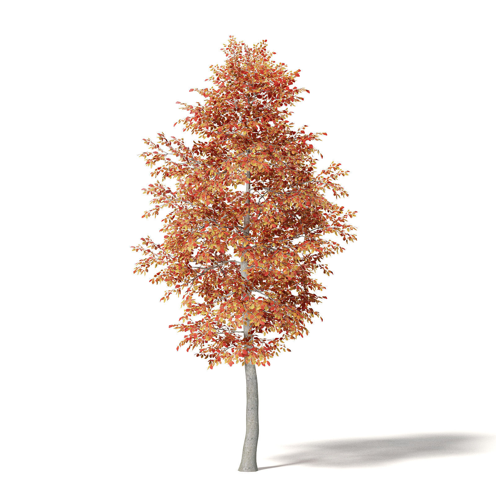 Alder 3D Model 6m 3D model_4