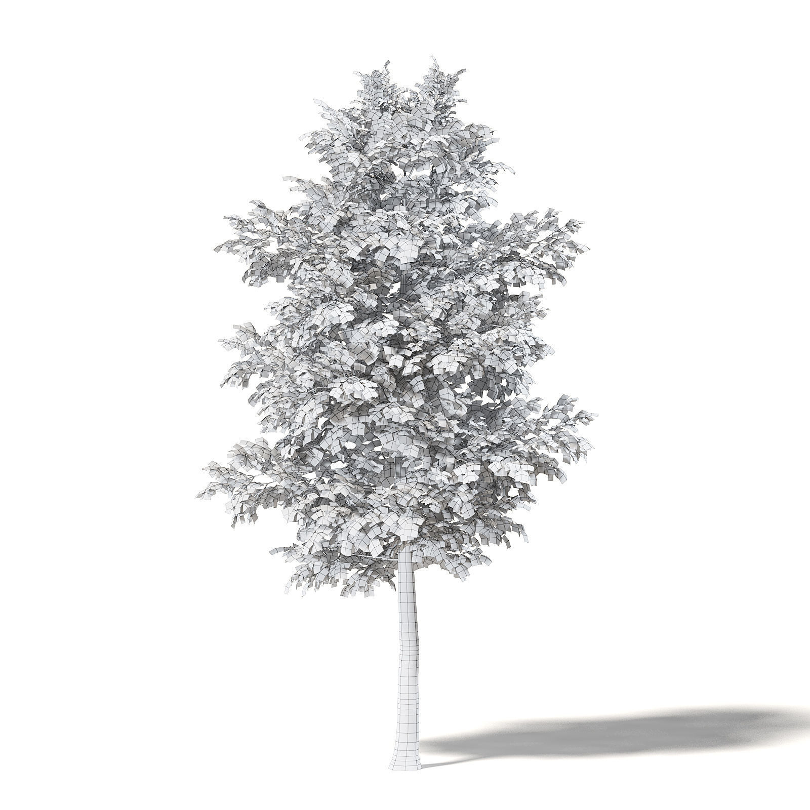 Alder 3D Model 6m 3D model_7