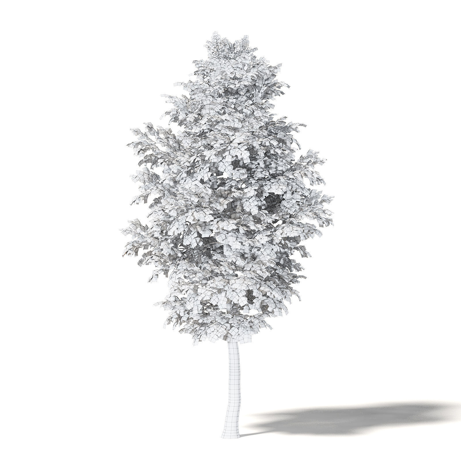 Alder 3D Model 6m 3D model_5