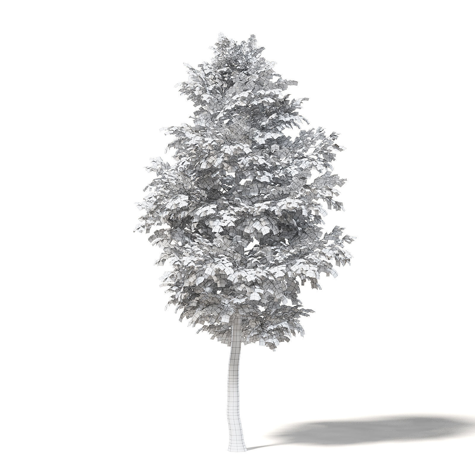 Alder 3D Model 6m 3D model_1