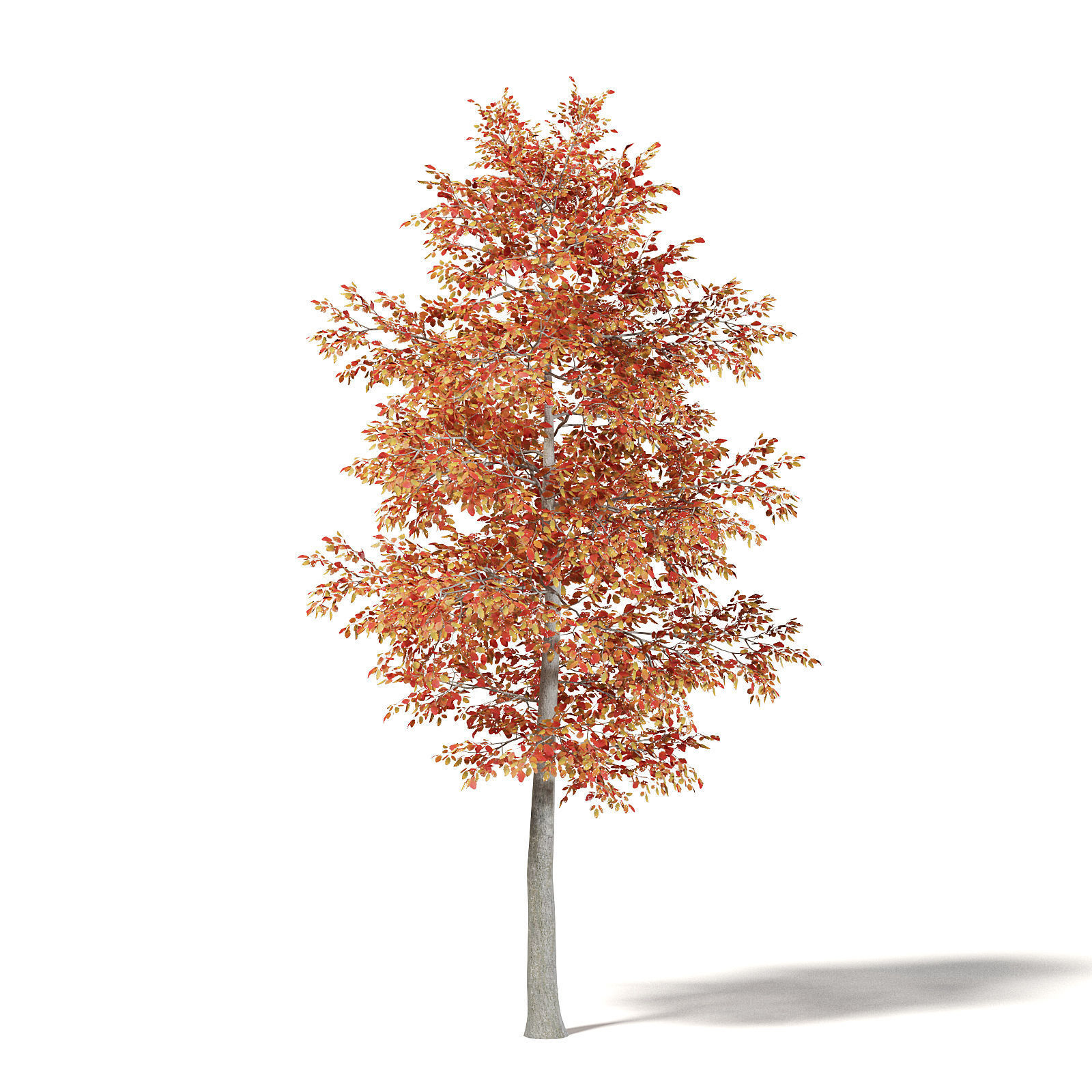 Alder 3D Model 6m 3D model_2