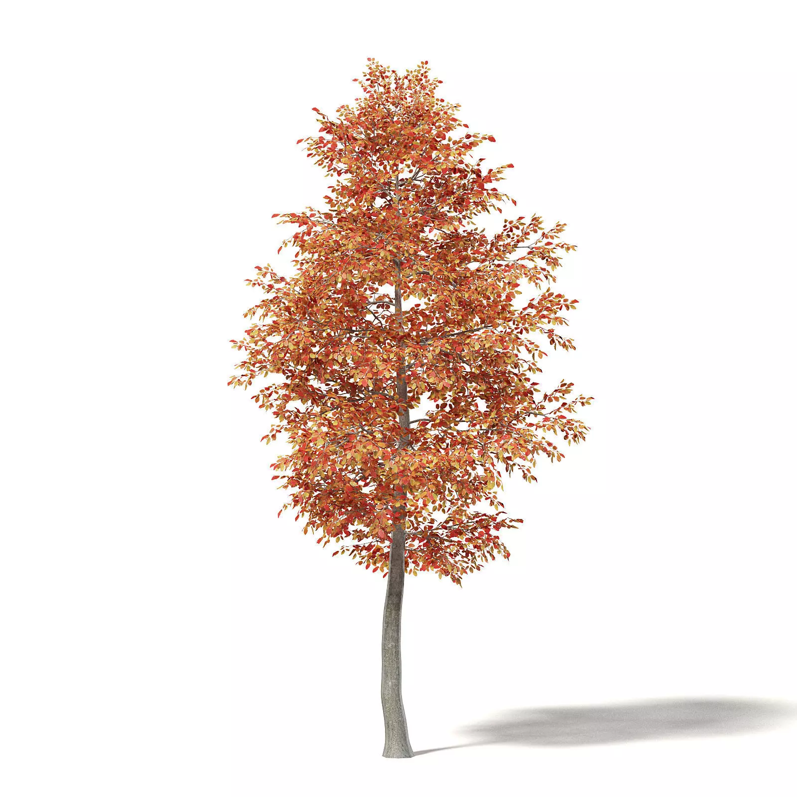 Alder 3D Model 6m 3D model_0