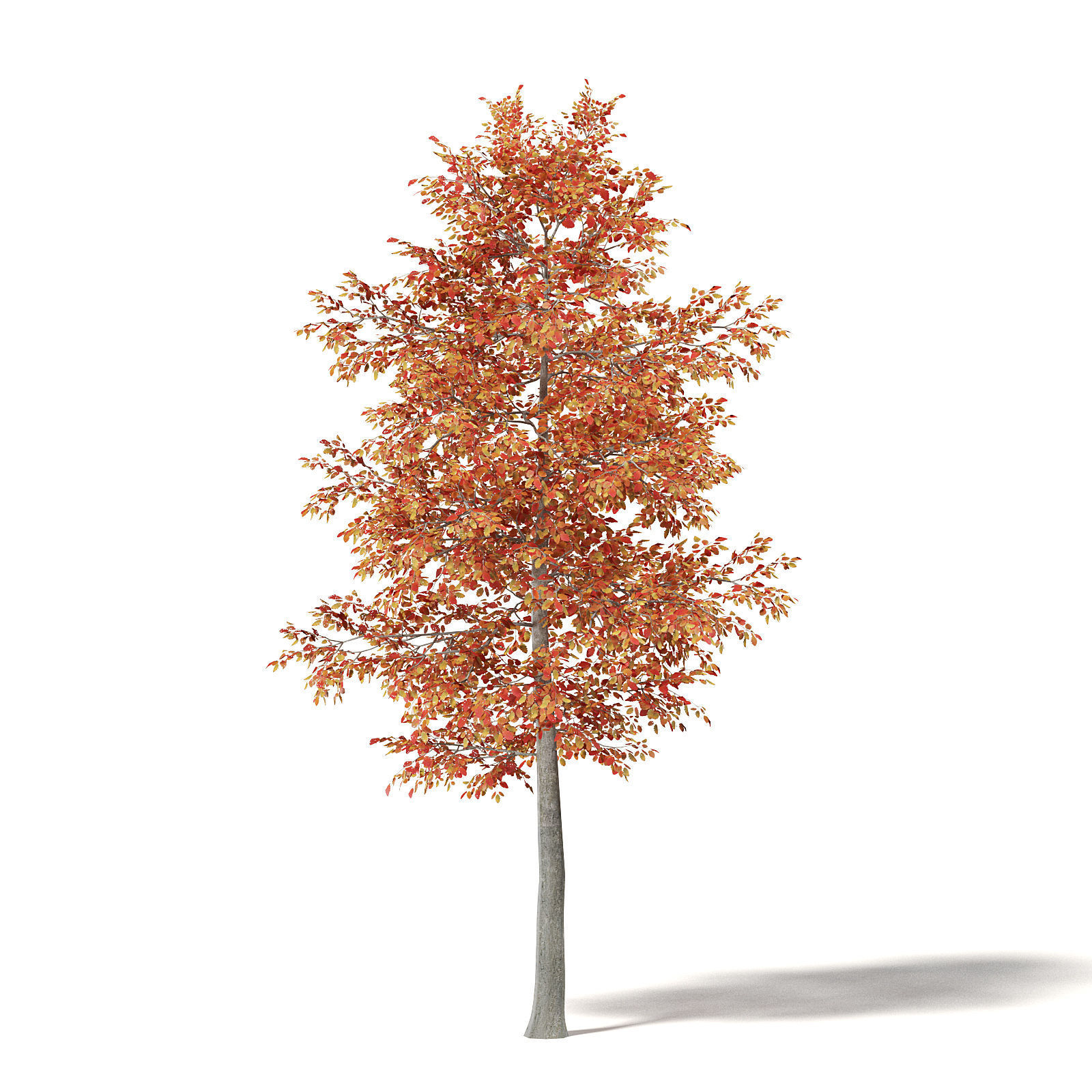 Alder 3D Model 6m 3D model_6