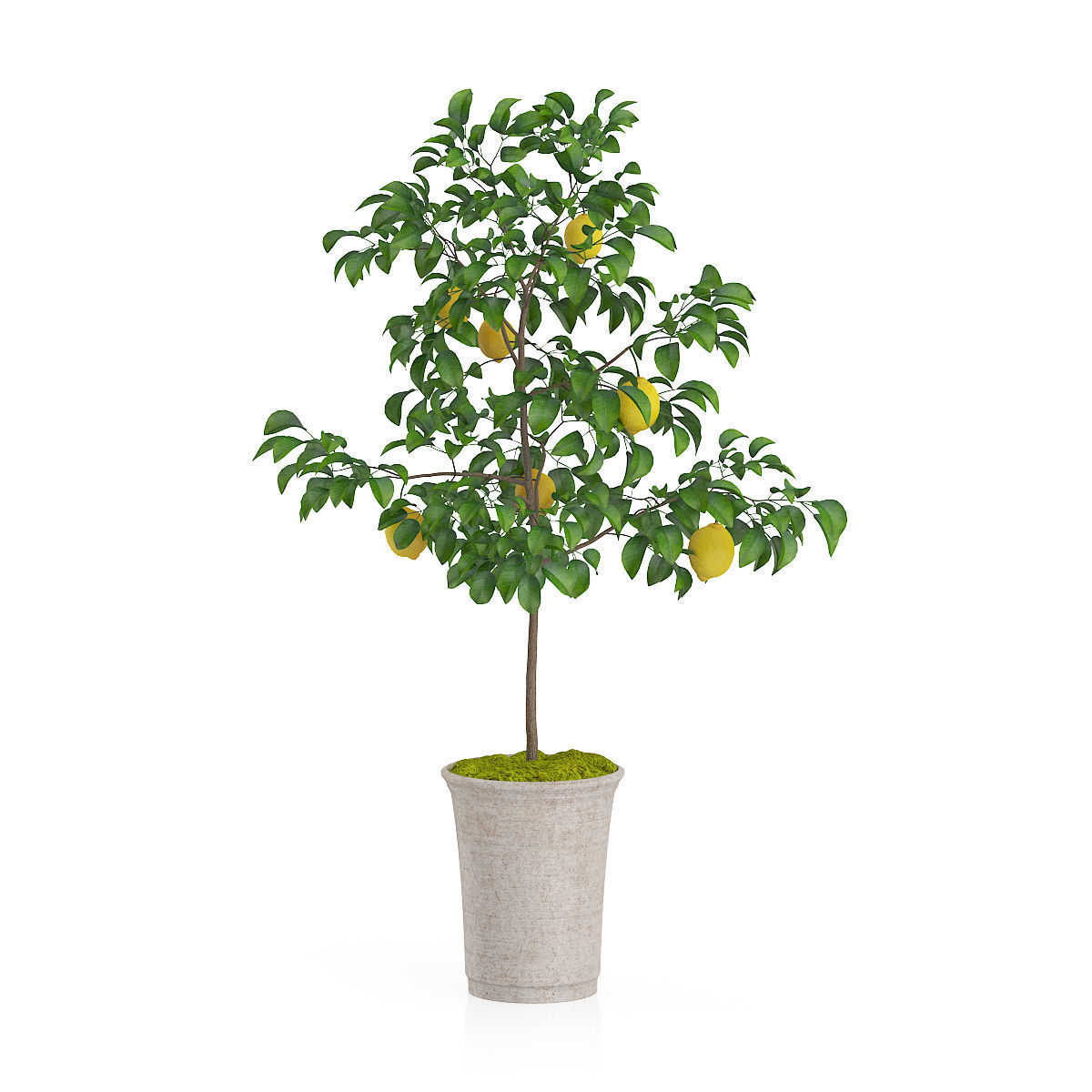 Plants two concrete planters with plant in middle 3D print model_13