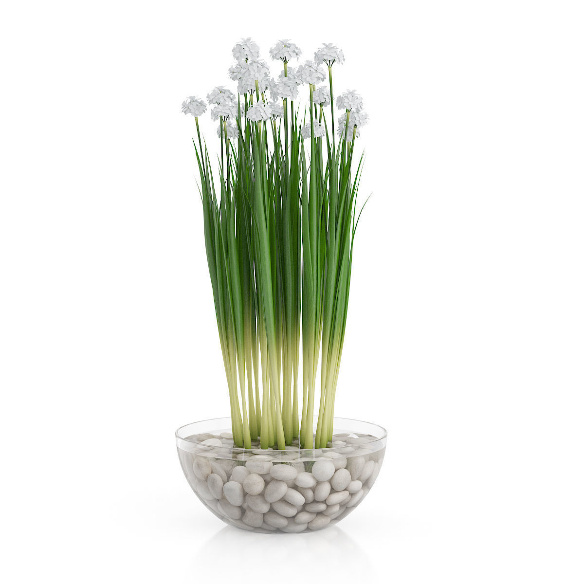 Plants two concrete planters with plant in middle 3D print model_6