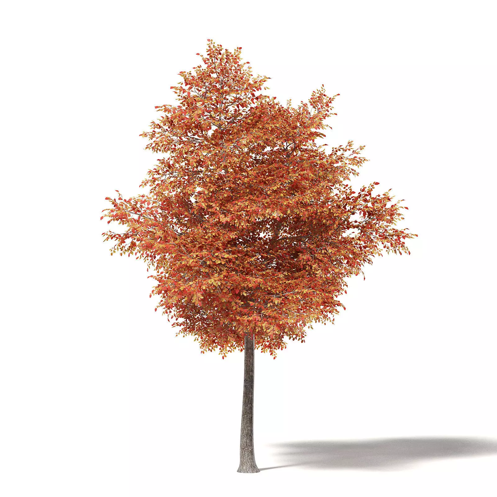 Alder 3D Model 7m 3D model_0