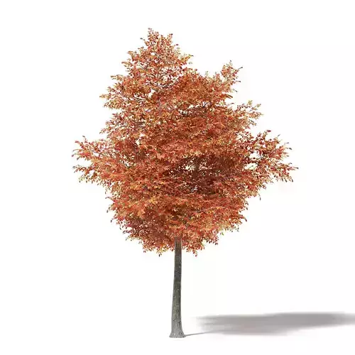 Alder 3D Model 7m