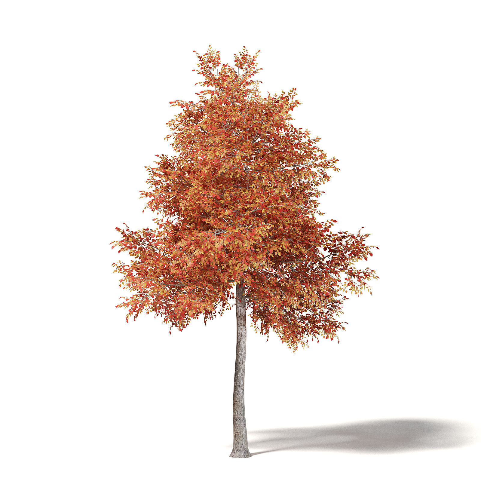 Alder 3D Model 7m 3D model_2