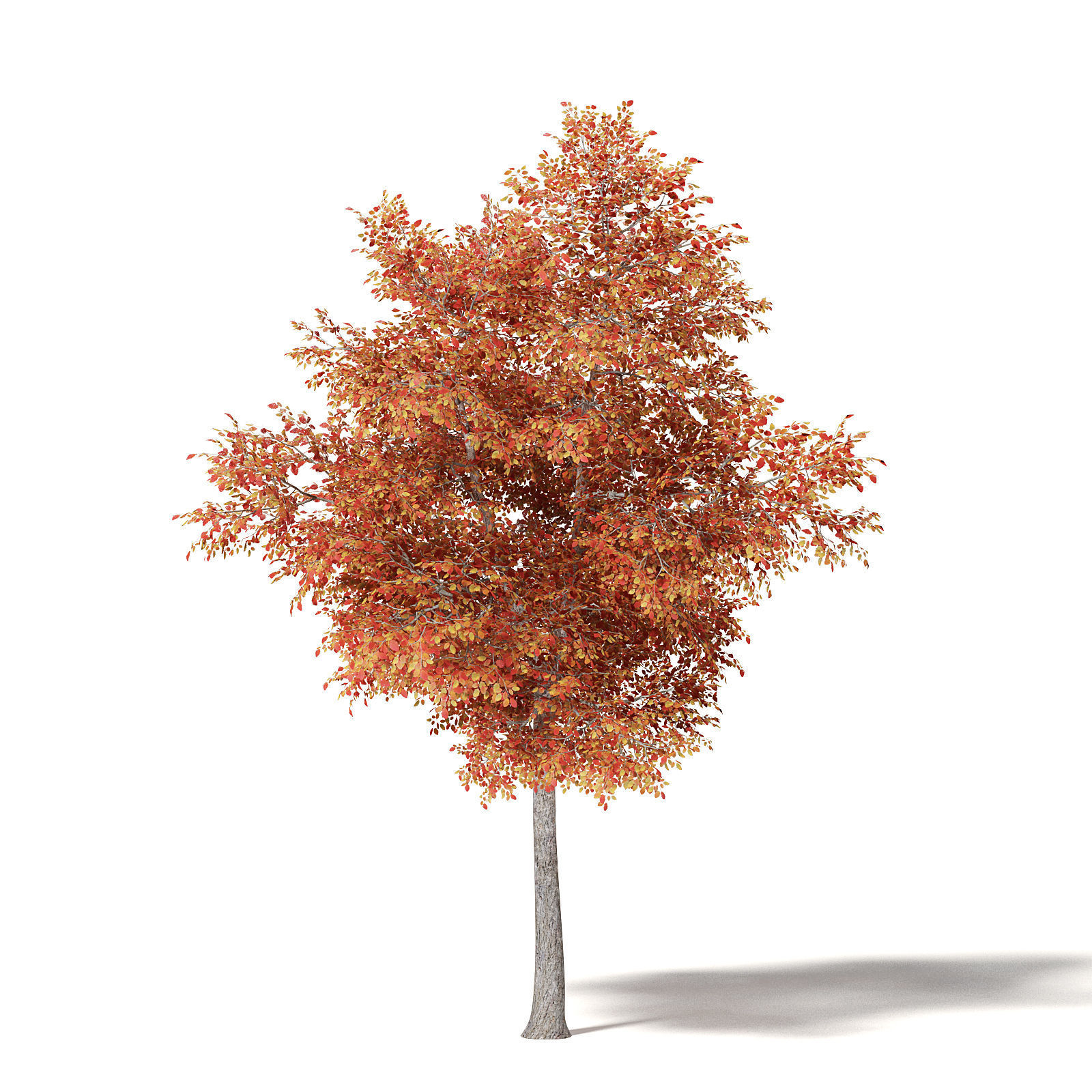 Alder 3D Model 7m 3D model_4