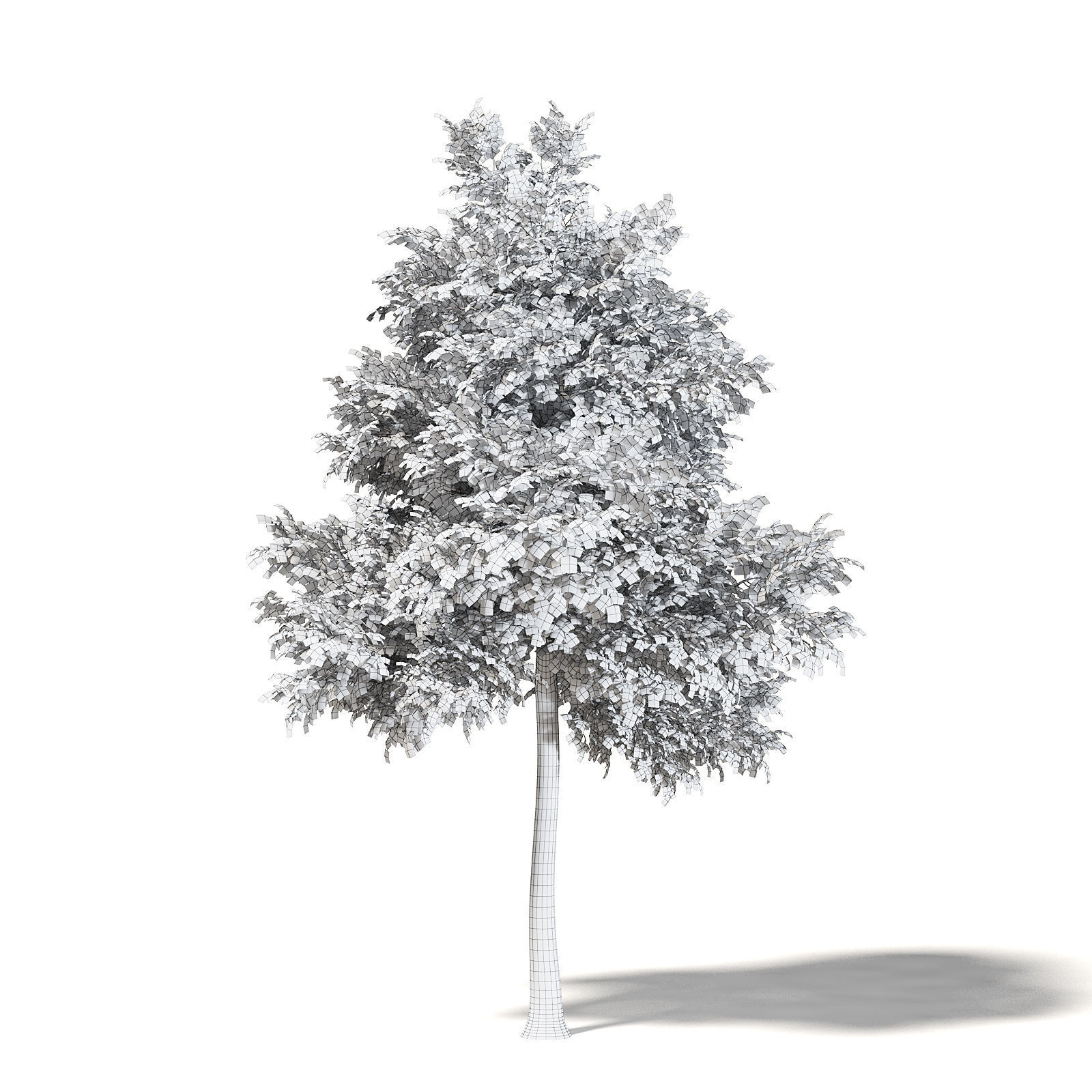 Alder 3D Model 7m 3D model_3