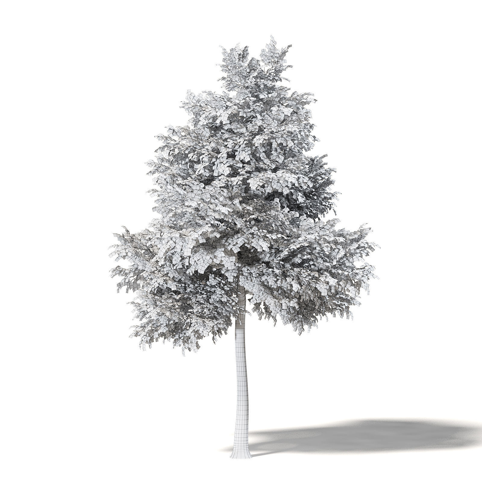 Alder 3D Model 7m 3D model_7