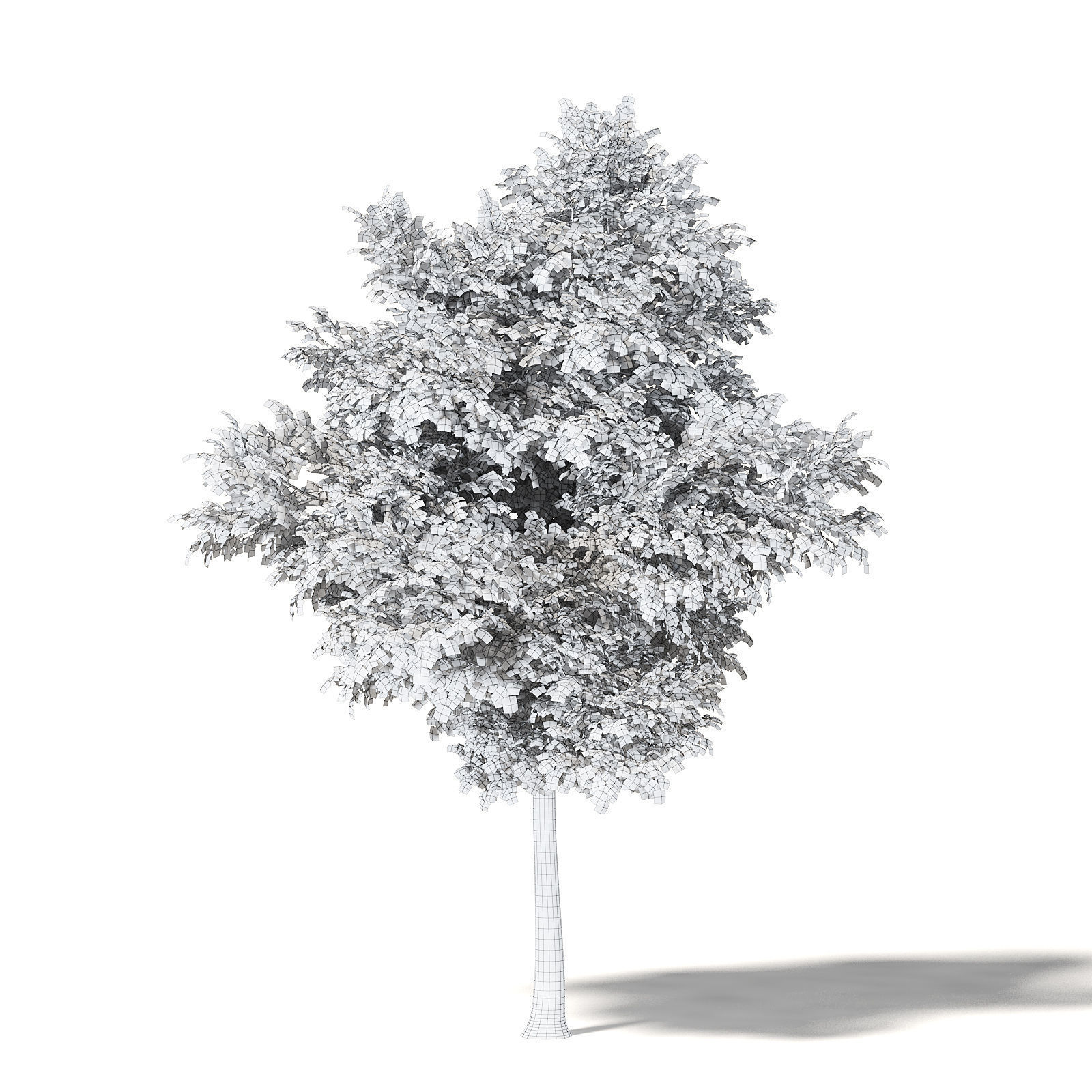 Alder 3D Model 7m 3D model_5