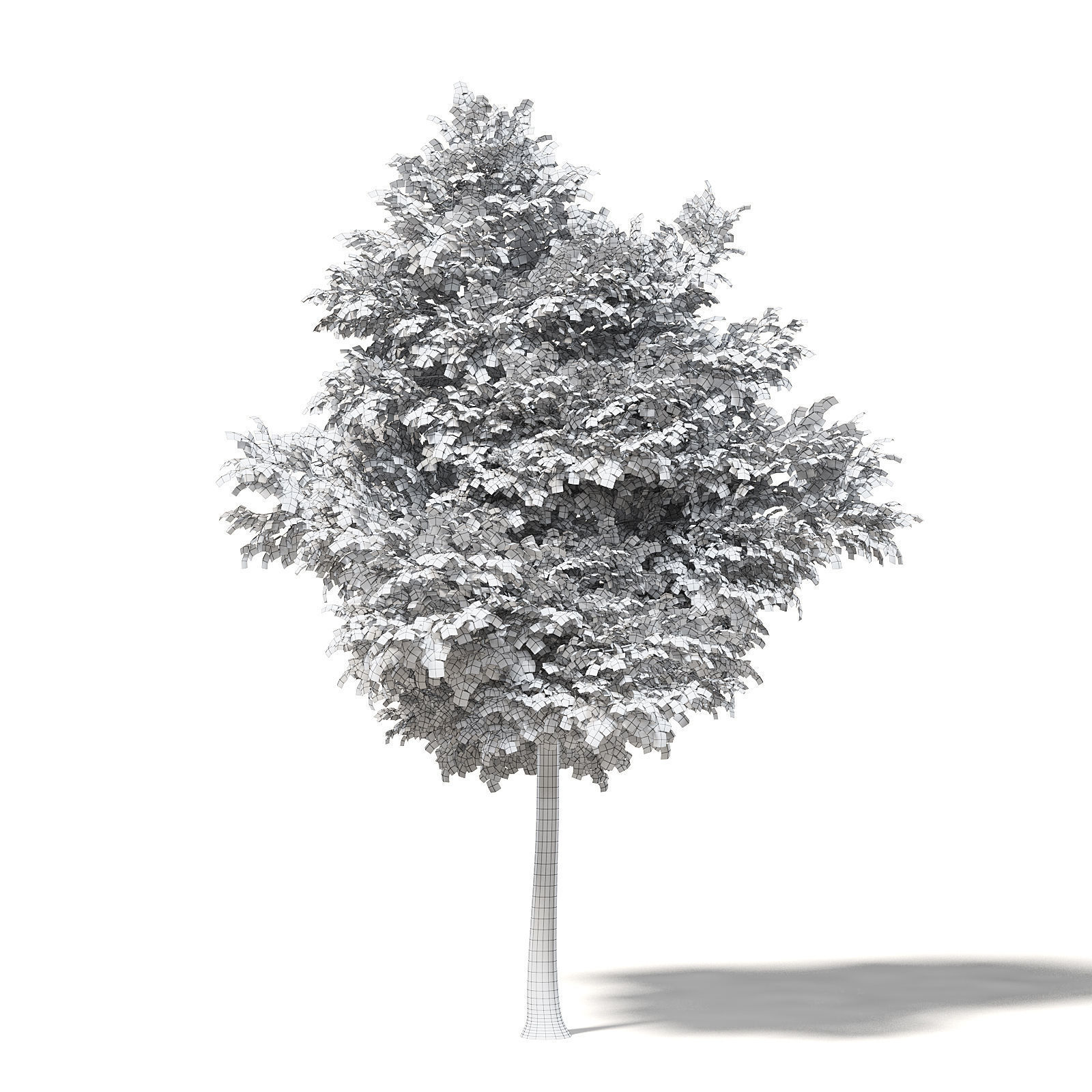 Alder 3D Model 7m 3D model_1