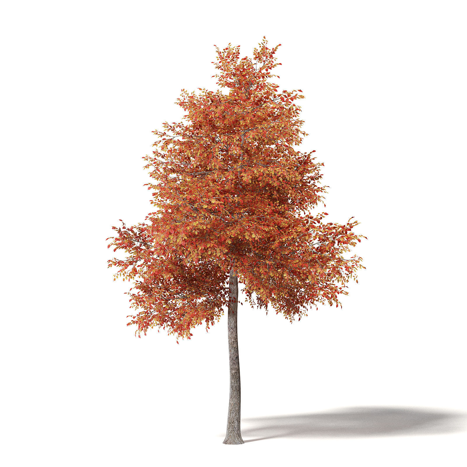 Alder 3D Model 7m 3D model_6