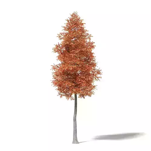Alder 3D Model 9m