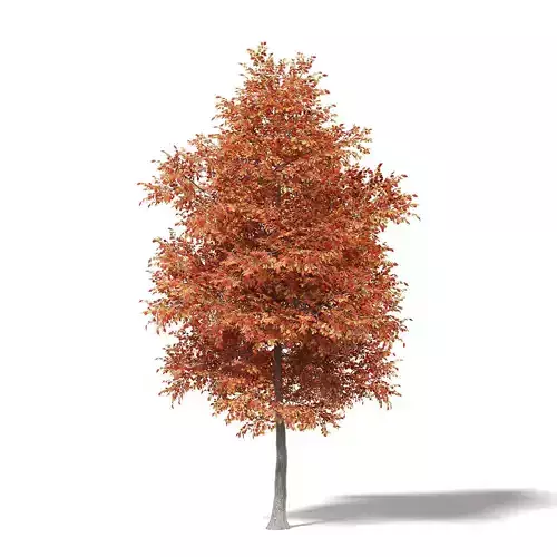Alder 3D Model 7m 3D model