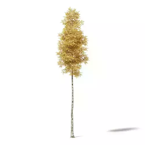 Silver Birch 3D Model 14m