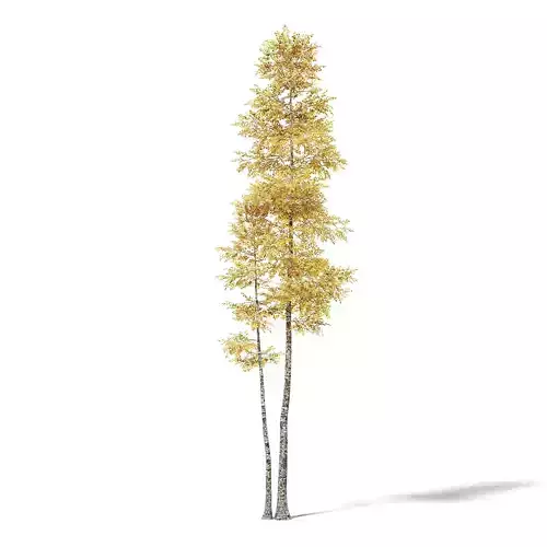 Silver Birch 3D Model 11m