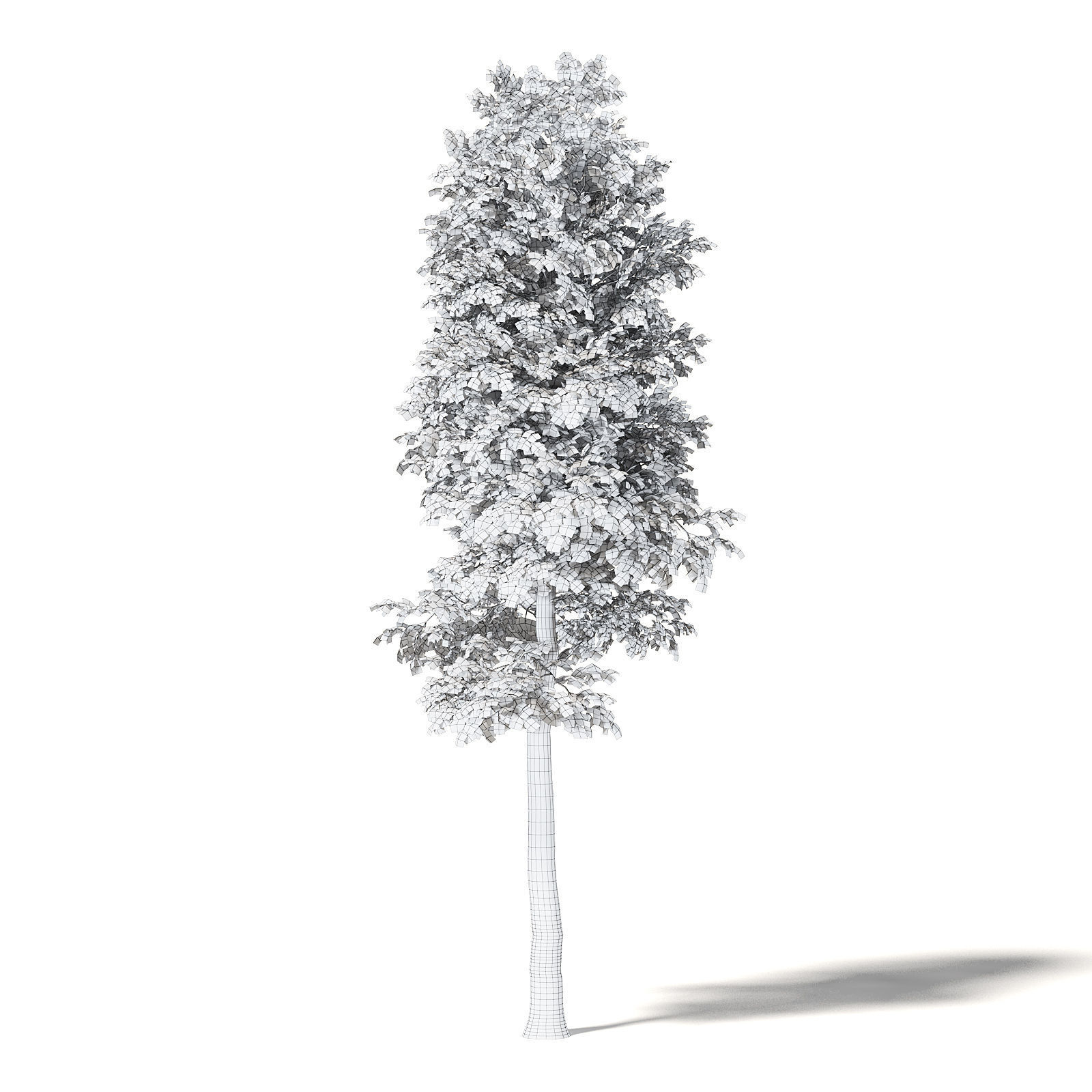 Silver Birch 3D Model 8m 3D model_5